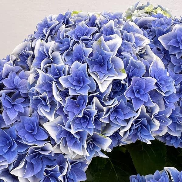 kazu 特大　アジサイ　紫陽花　旭日昇天　ブルー　8号 Amazon.co.jp: アジサイ：旭日昇天（キョクジツショウテン）3.5号