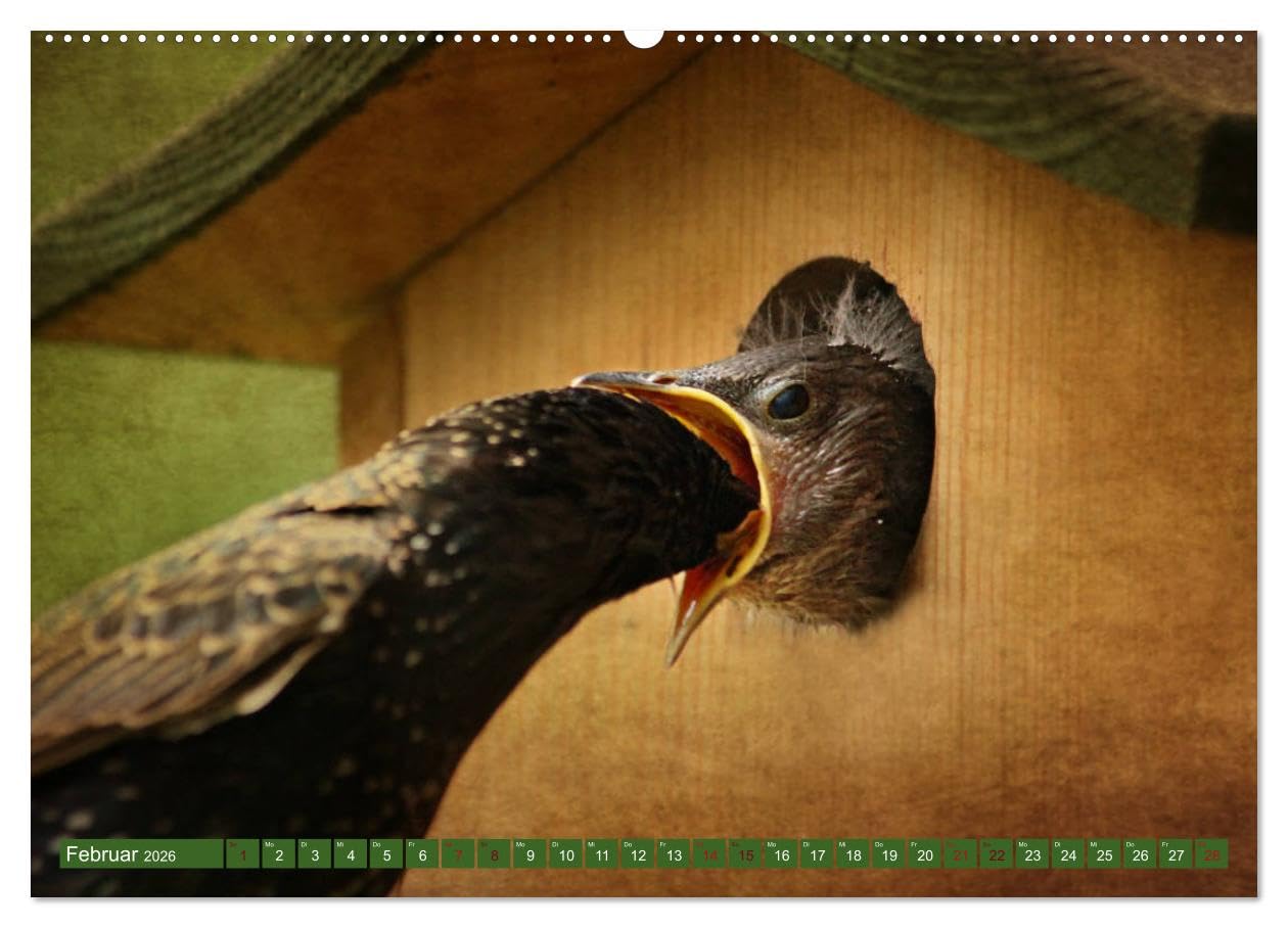 Nachwuchs bei Familie Star (hochwertiger Premium Wandkalender 2026 DIN A2 quer), Kunstdruck in Hochglanz: Brutzeit der Stare (CALVENDO Tiere)