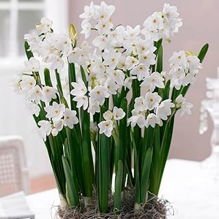 5 x Narcissus Tazetta Paper White – Christmas Daffodils – Pure White Bunch Flowering - Highly Fragrant Blooms – Perennial – for Your Beautiful Garden