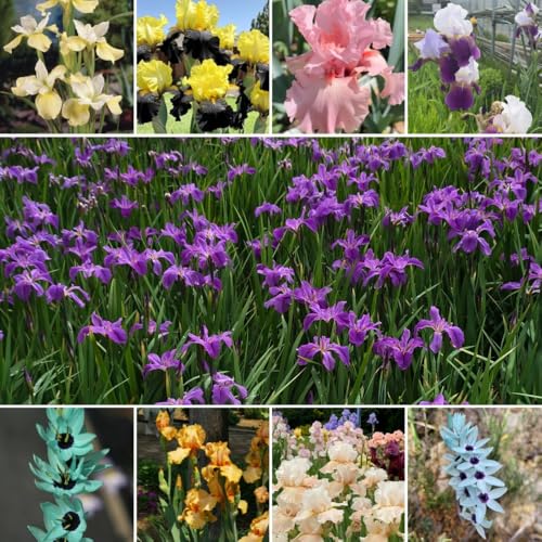 Bulbi di iris, resistenti per il giardino resistenti iris decorazione da giardino per esterni 10pcs