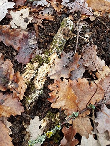 Rectiles Planet - Kit con terrario insetto in