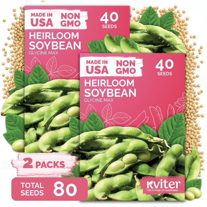 KVITER 80 Soy Bean Midori Giant Edamame Seeds (Glycine max) 2 Pack - Green Soybean Soy Beans Non Gmo Variety Sweet Nutty Flavor - Heirloom Vegetable Seeds For Planting Outdoors in Home Garden