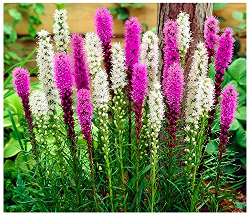 Mixed Liatris Spicata Bulbs by Marde Ross & Company