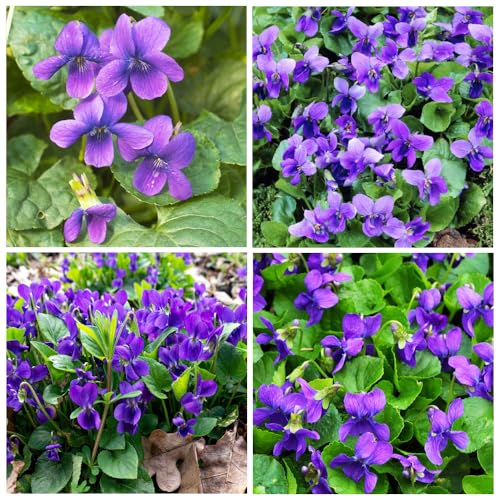 310+Violet Sweet Viola Philippica Flower Seeds Long Blooming Perennial for Landscaping Hanging Baskets Home Gardening