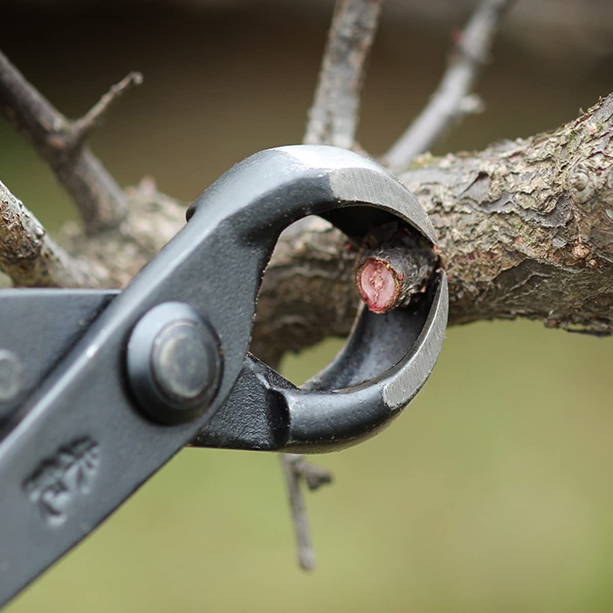 Coupeur concave - Coupeur de Branche de Bouton concave à Bord Rond Pointu Noir Professionnel, Outils de bonsaï de Jardin pour Le Jardinage paysager 210mm / 8.27 Pouces