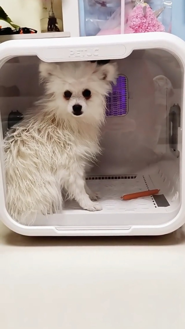 Amazon.com : PvEvTv Automatic Pet Dryer Box for Cats and Small