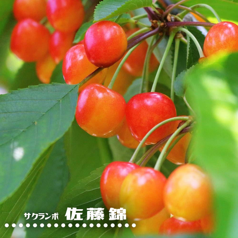 Amazon | さくらんぼ 【 佐藤錦 】 1年生 接ぎ木 苗 | 植木