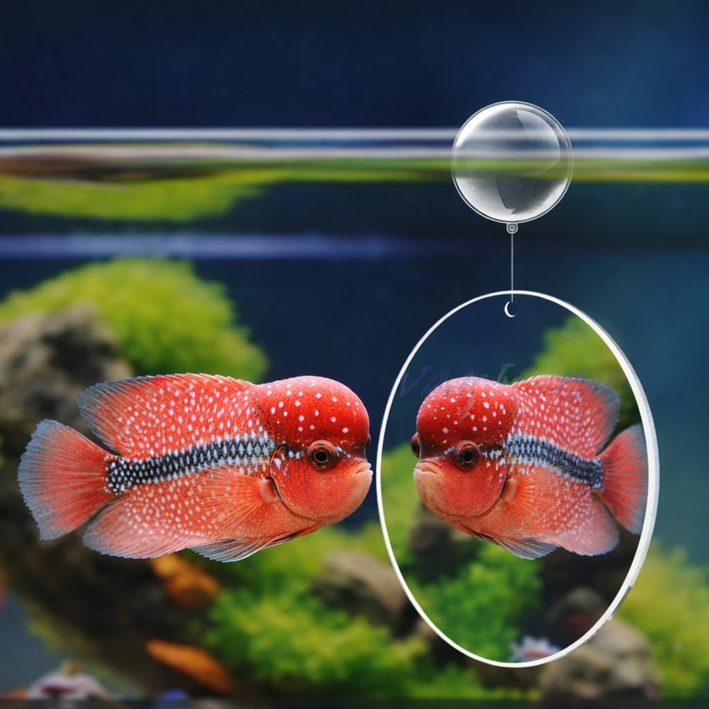VAYINATO® Flowerhorn Fish Training Mirror 4 CM | Round Double-Sided Floating Mirror with Interactive Ball & Exercise Circle | Smooth Edges | Aquarium Safe-picture-32