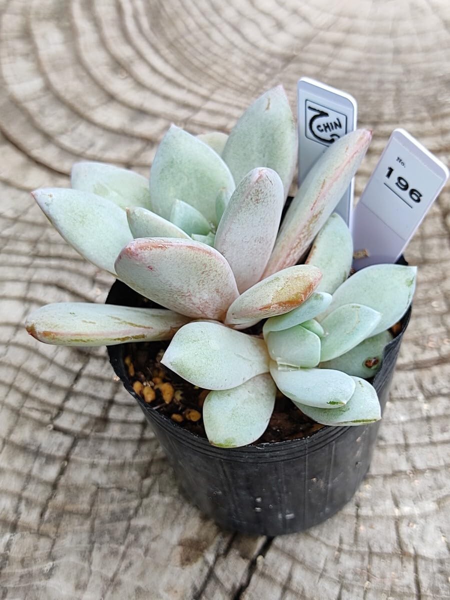 多肉植物エケベリア　ドイツシャンペン 日本花キ流通 多肉植物 skエケベリア ドイツシャンペン