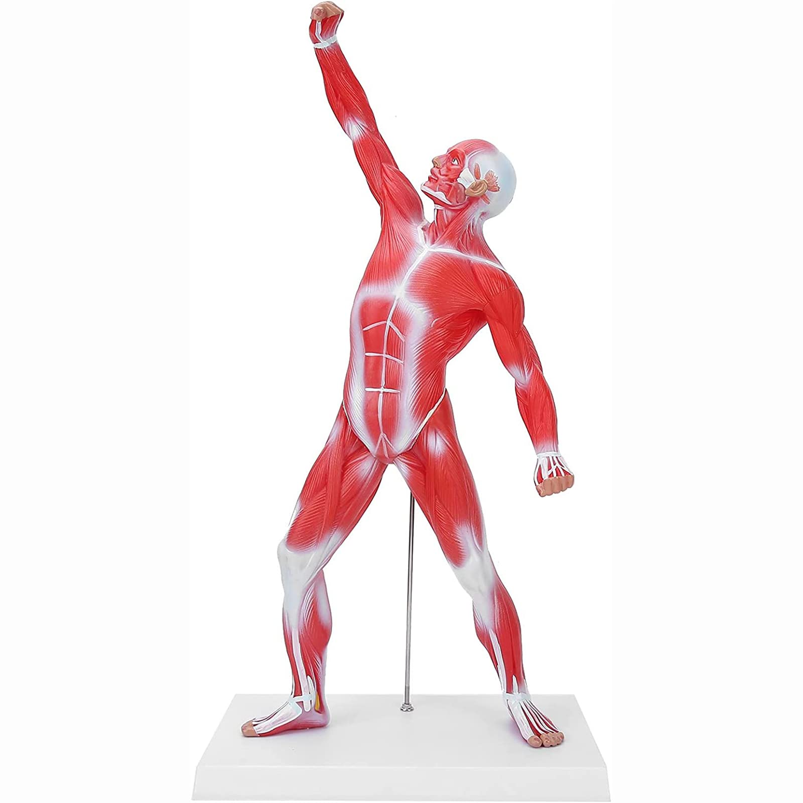 Buy 50CM/19.7in Muscular System Model, Muscles Anatomy Model Muscular