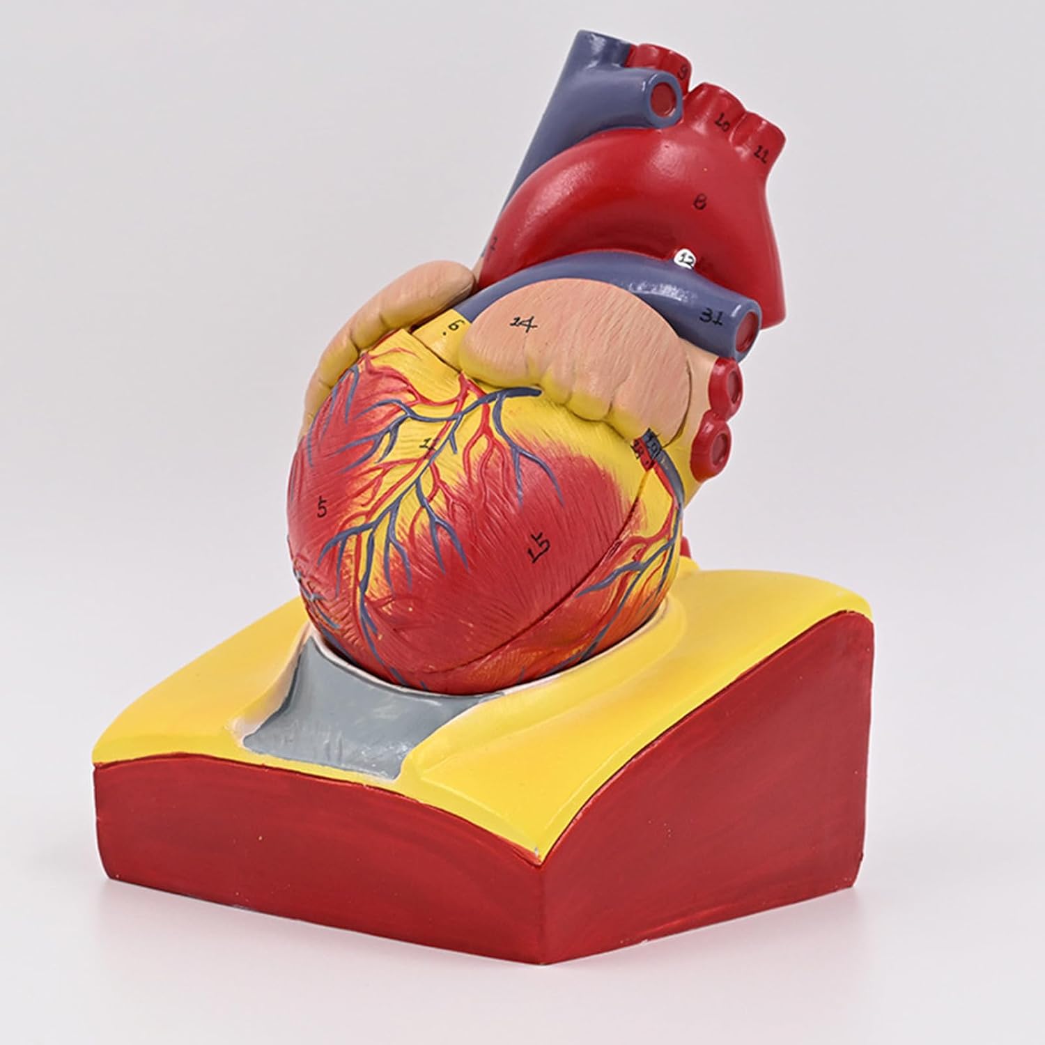 3D臓器モデル・スタンダード臓器モデル｜株式会社クロスメディカル 人間の心臓解剖学