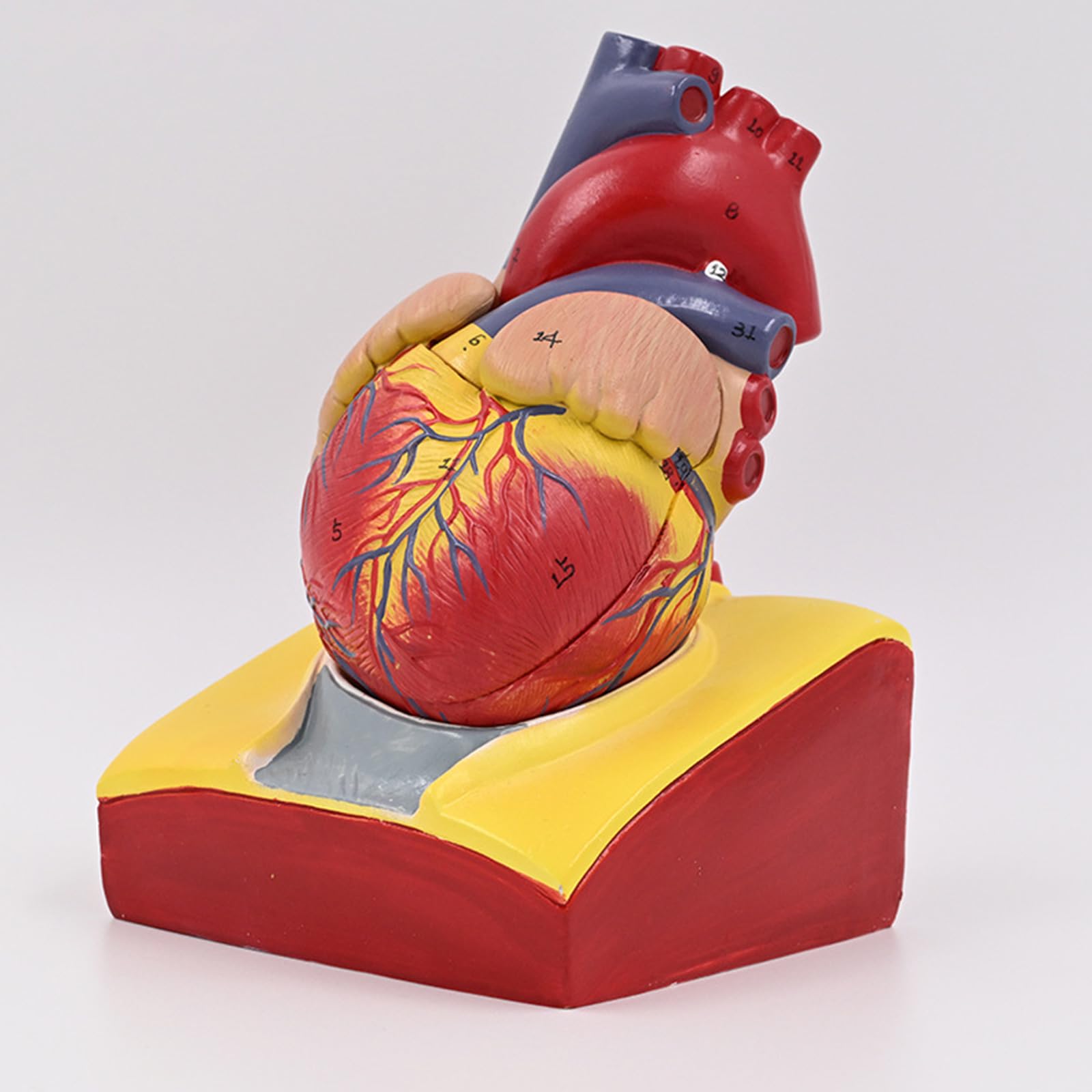 Herzmodell, menschliches Herz, anatomisches Modell, einfach zu bedienende medizinische Lehrhilfe, nummerierte medizinische Medizin, menschliche Anatomie für Labor, Lehrkrankenhaus