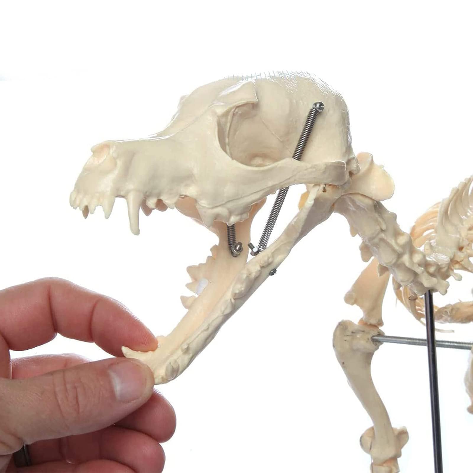 model anatomiczny, Model kości szkieletu psa, nauczania anatomii zwierząt psów, szkielet z PVC, anatomiczny dla biologii człowieka, weterynaryjne narzędzie demonstracyjne