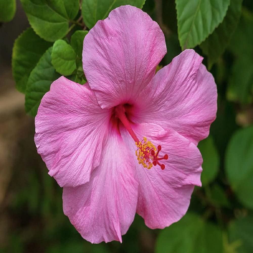 See full amazon price history chart for IXORA Pink Colour Hibiscus Joba Gudhal Flower Live Plants & Tree(1-2 Feet Size) IXORA Pink Colour Hibiscus Joba Gudhal Flower Live Plants & Tree(1-2 Feet Size) (B0BNLPBR1J) Amazon Price History, Amazon Price Tracker