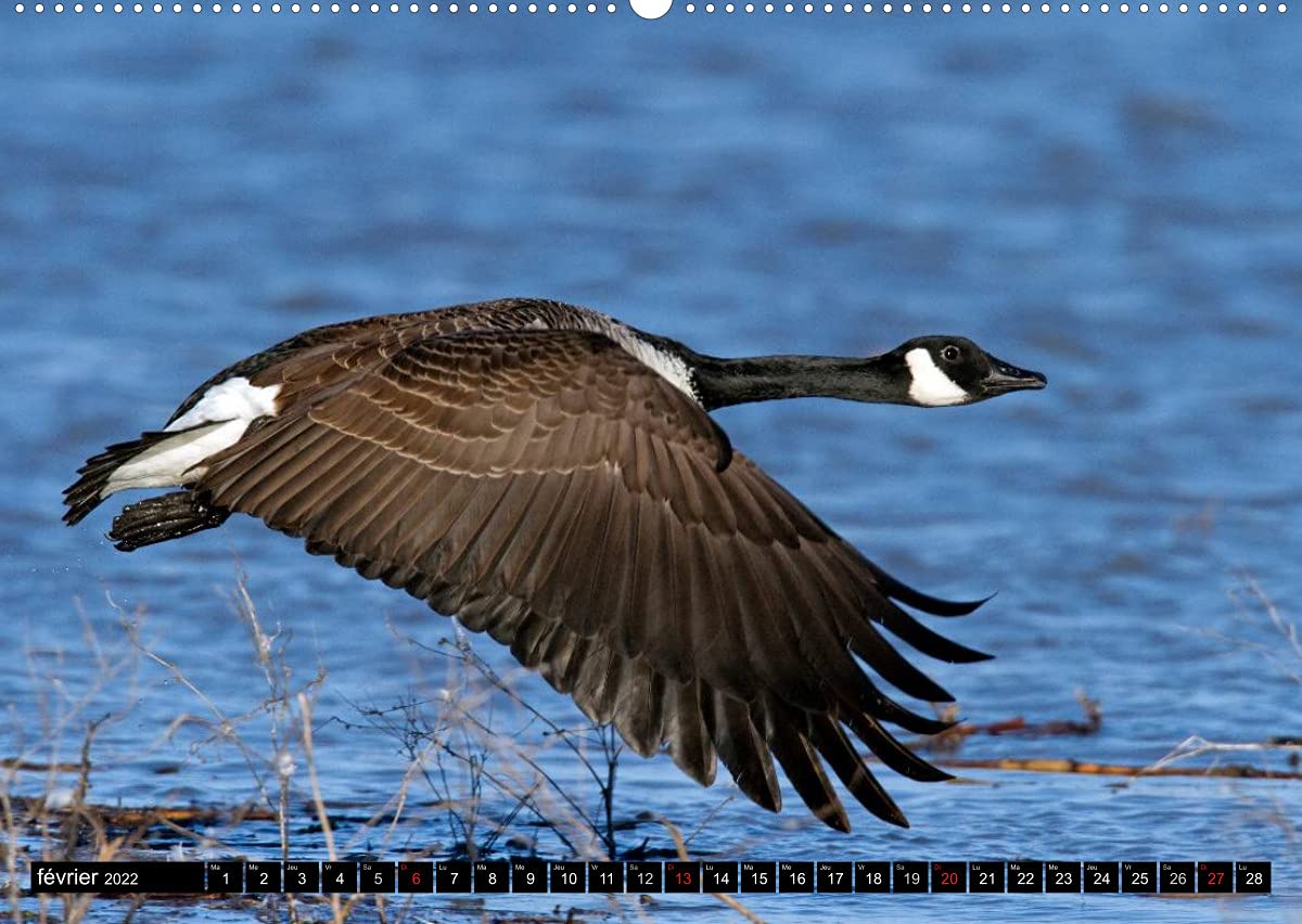 PLUMES LÉGÈRES. Oiseaux du Monde (Premium, hochwertiger DIN A2 Wandkalender 2022, Kunstdruck in Hochglanz): Treize photos d'oiseaux en action, ... Henry (Calendrier mensuel, 14 Pages )