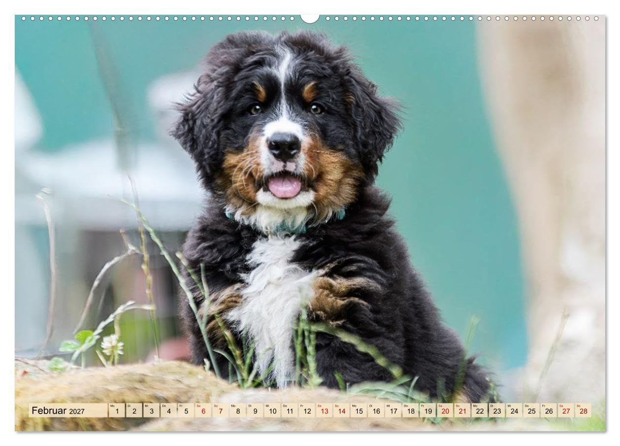 CALVENDO - Berner Sennenhunde - Mit jedem Blick ein Stück Geborgenheit (Wandkalender 2027 DIN A2 quer), Monatskalender: Bilder die Herz und Seele berühren
