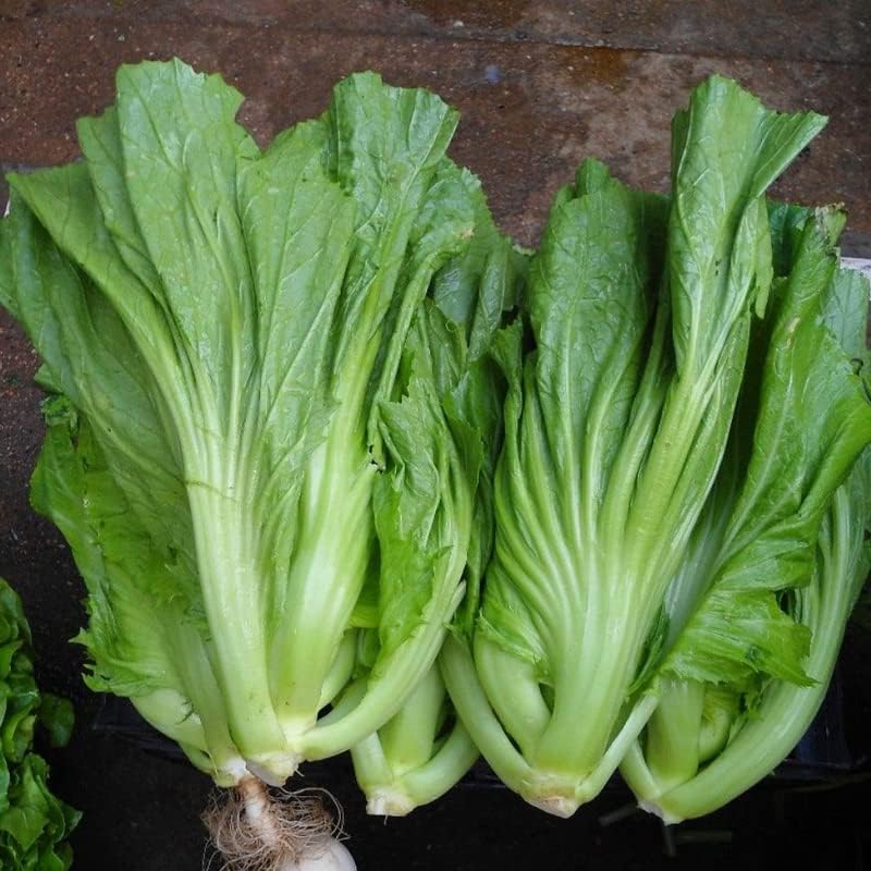 200 semillas de mostaza china GAI Choy Adornos de plantación Jardín Perenne Fácil de cultivar Macetas Regalos