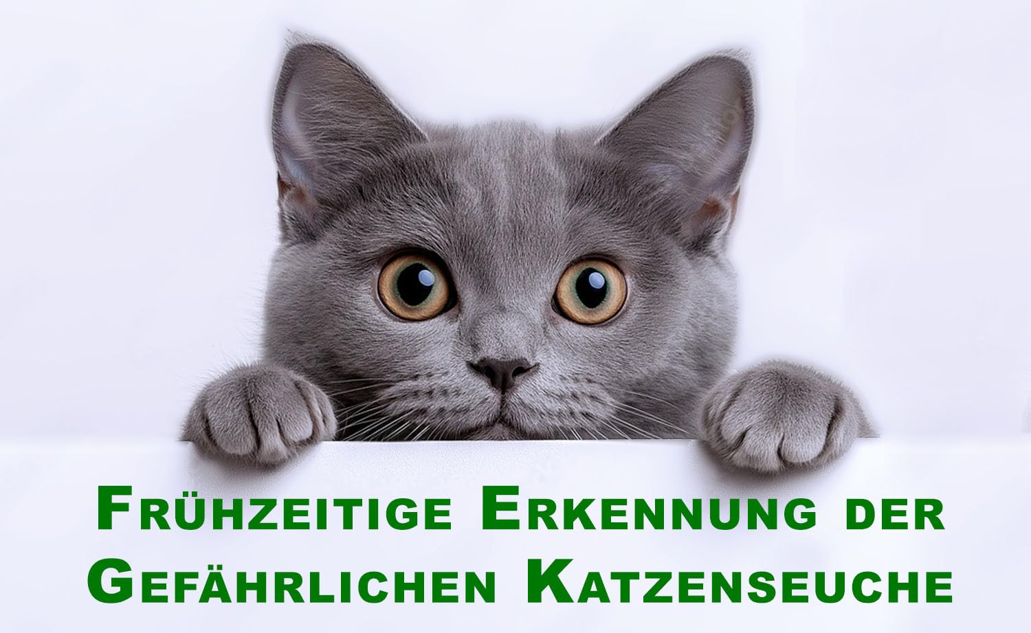 One Step Panleukopenie-Schnelltest I Test Katzenseuche I FPV - Infektion Test I Test Katzenstaupe I Parvovirus Test I Nachweis felines Antigen (FPV Ag)