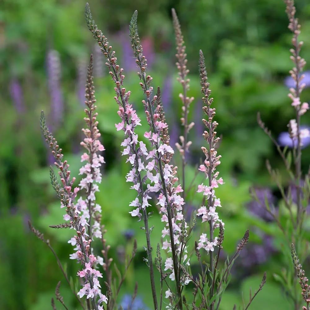 Plant Theory 9cm Pot Linaria Purpurea Canon Went Toadflax Perennial