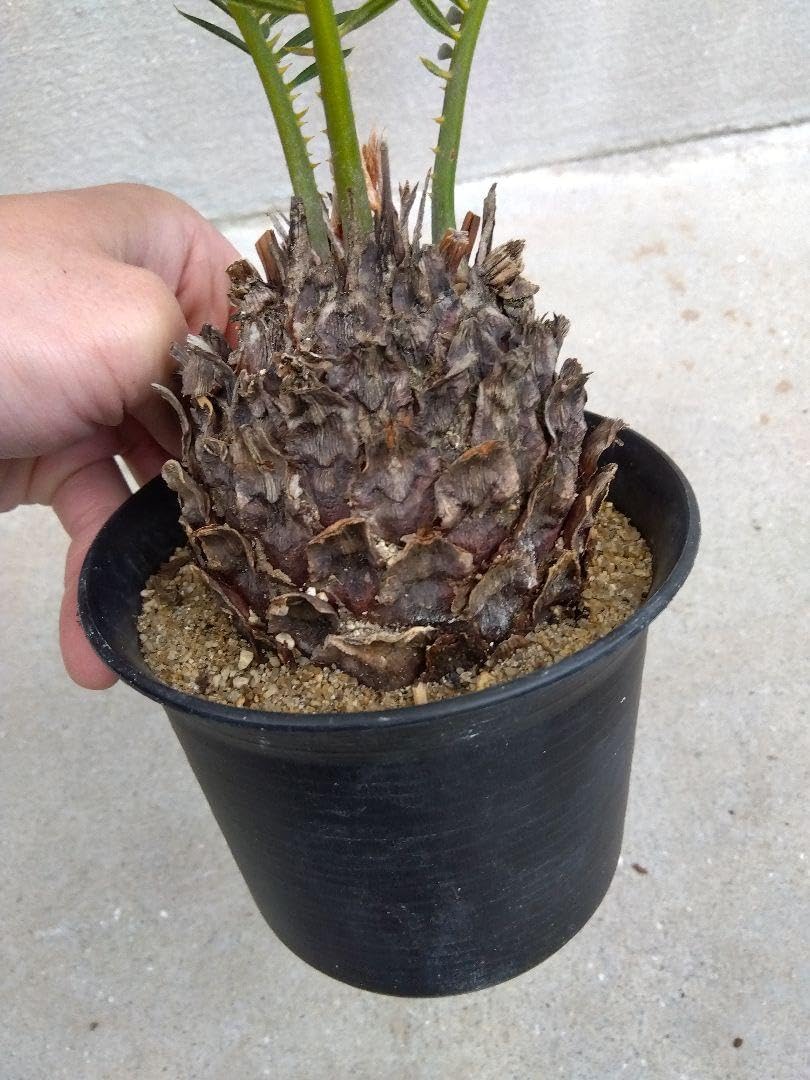 クリスマスローズ 静シズカ ウィンターシンフォニー 4号ロング鉢苗 《3