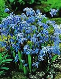 Blumenhandel Ullrich