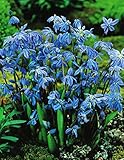 100 Scilla Siberica Blausternchen in Blau Blumenzwiebeln