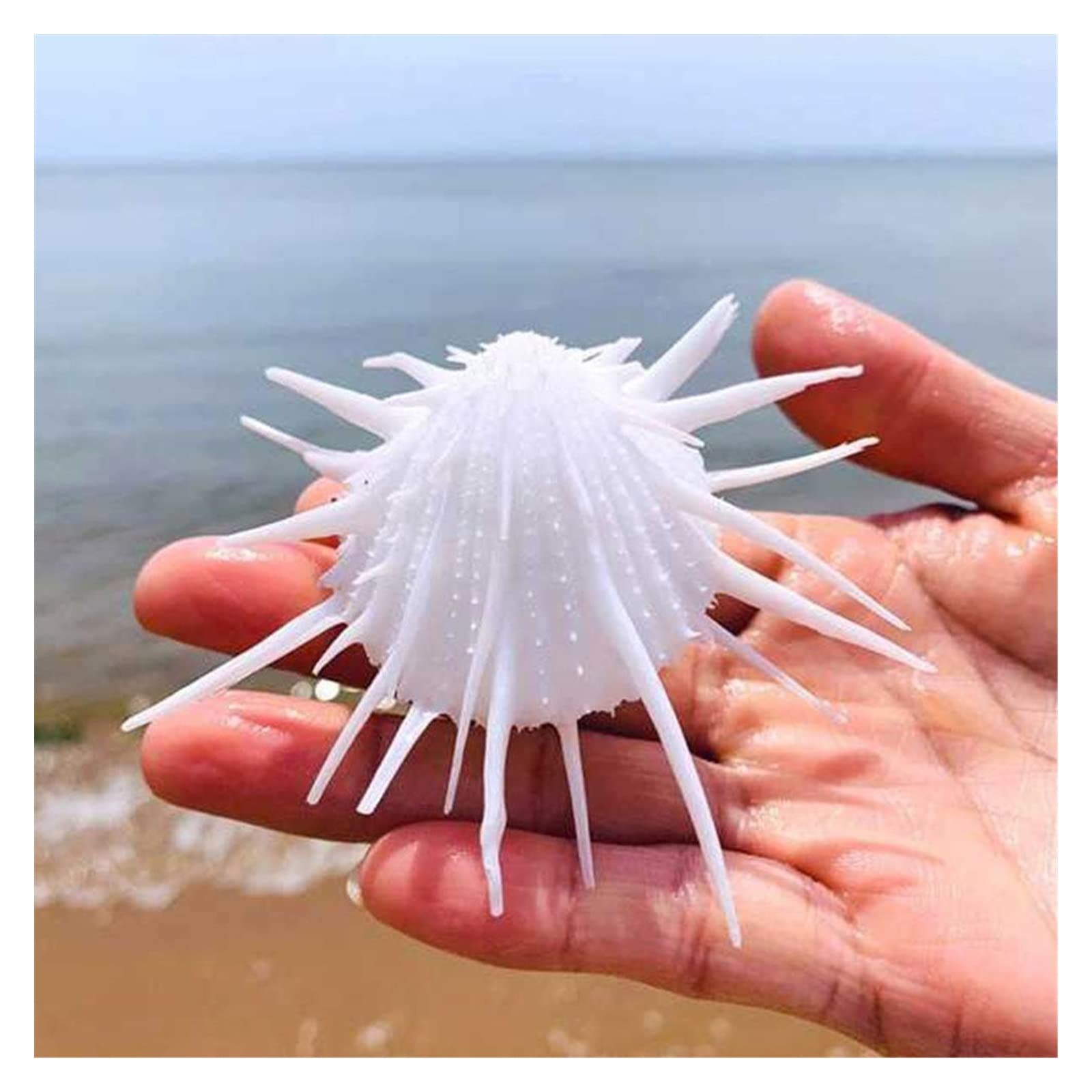 貝殻標本　トゲトゲイトグルマガイ（蓋つき） 貝殻標本 トゲトゲイトグルマガイ（蓋つき）