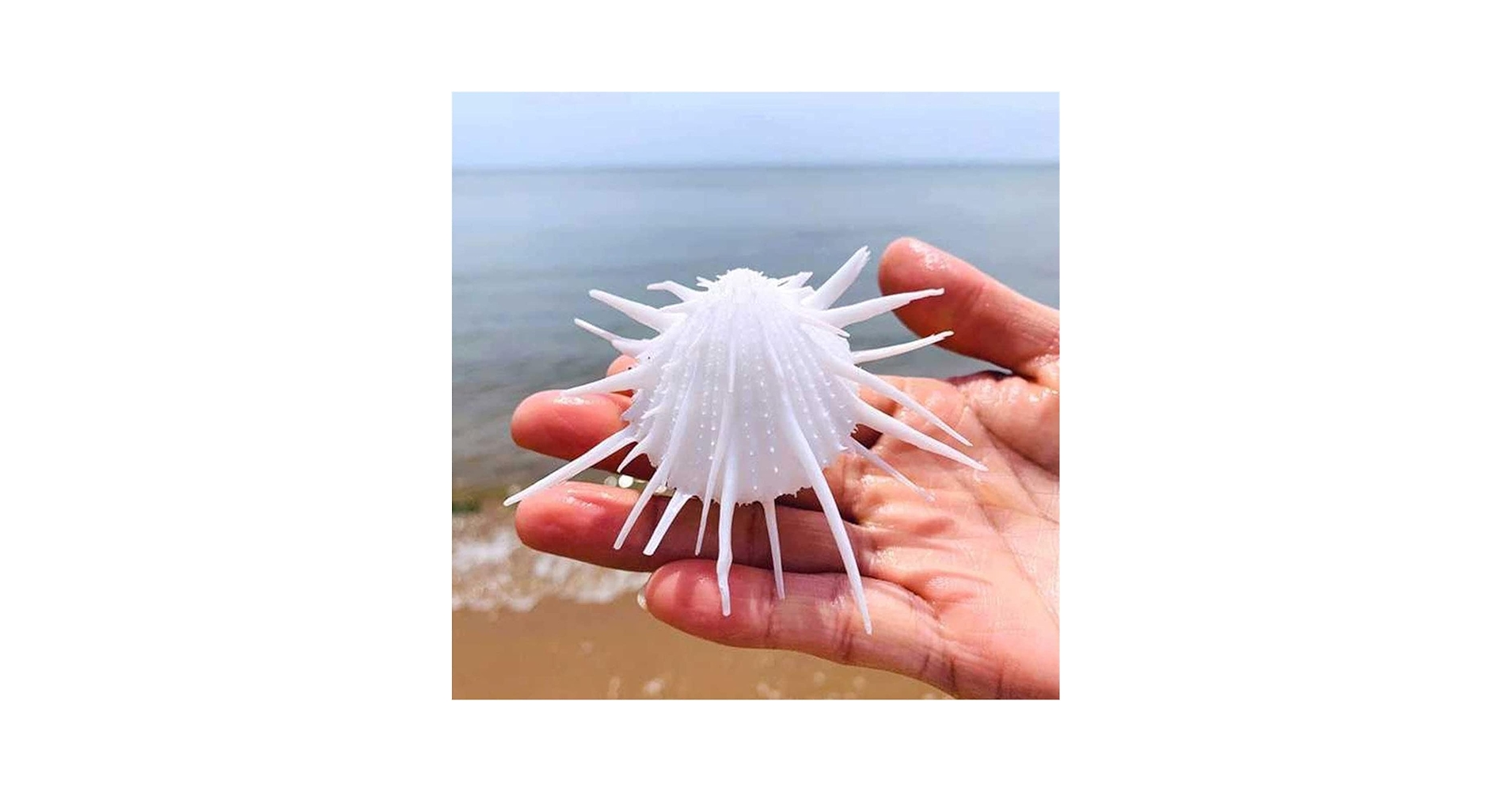 貝殻標本　トゲトゲイトグルマガイ（蓋つき） 貝殻標本 トゲトゲイトグルマ - メルカリ