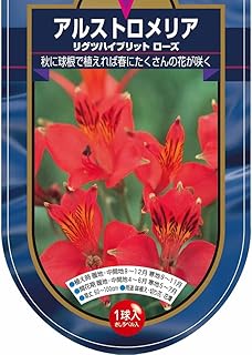 ＩＴＡＮＳＥ 花球根 アルストロメリア リグツハイブリット ローズ 1球 1袋売り 学名： Alstroemeria spp. タイプ： ユリ科 半耐寒性多年草 ユリズイセン インカの百合 リグツ種を基に育種された園芸用品種 一株から多数の花茎が立ち上がる 筒状の花を穂状に咲く 草丈は約60～100cm 花持ちが良くアレンジメント向き 丈夫で植えっぱなしでも毎年開花します