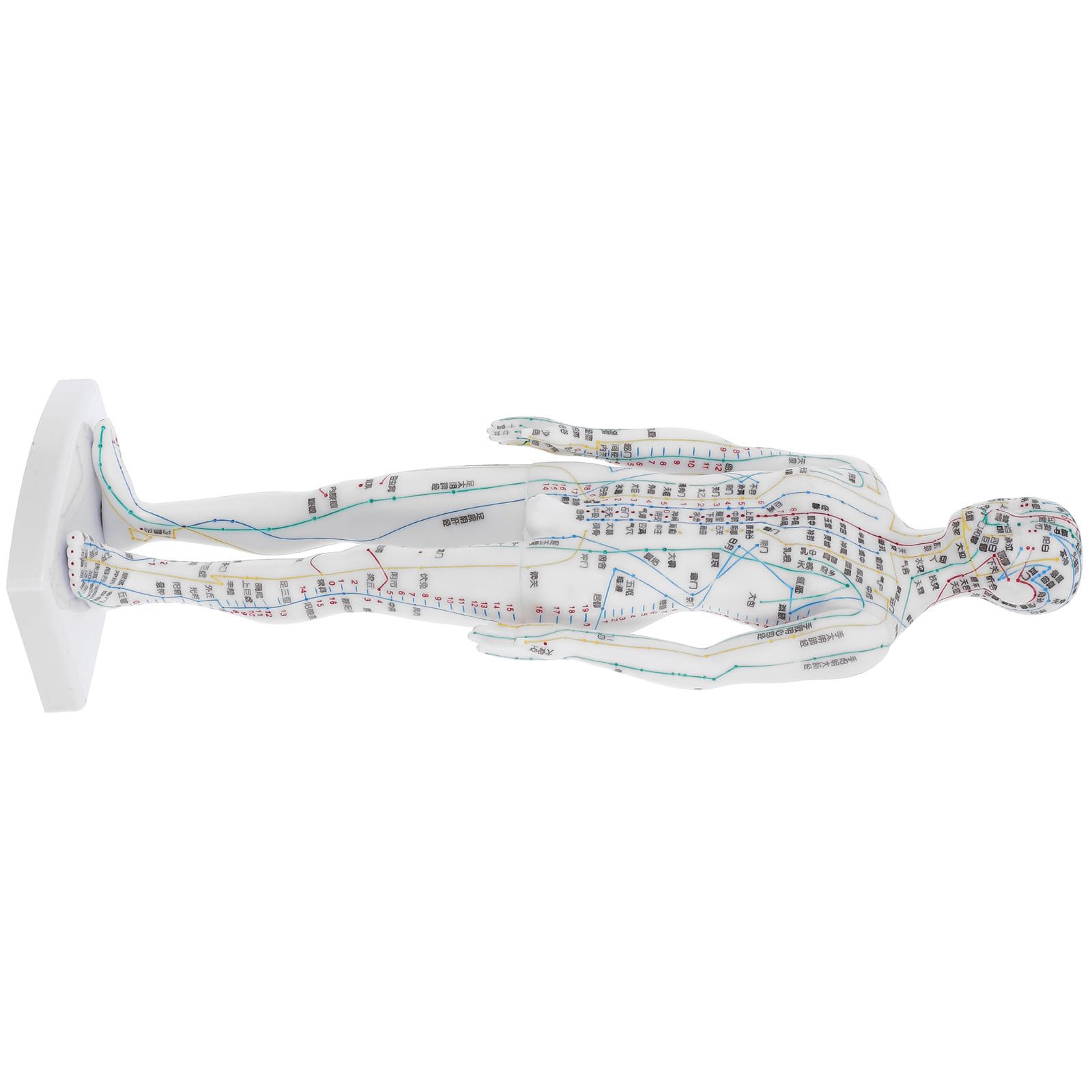 Toyvian Acupuntura Corporal Masculino Blanco de Plástico Modelo Instrucciones Claras de Localización de Puntos para Profesionales y Uso en Aulas o Casa