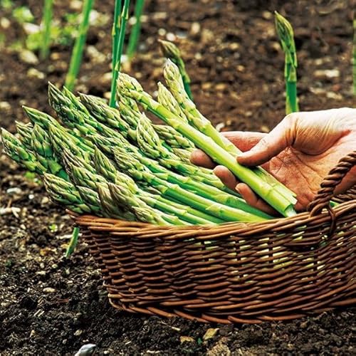 有用植物苗 アスパラガス ジェシージャイアント 2株 / 国華園 25年秋商品のサムネイル