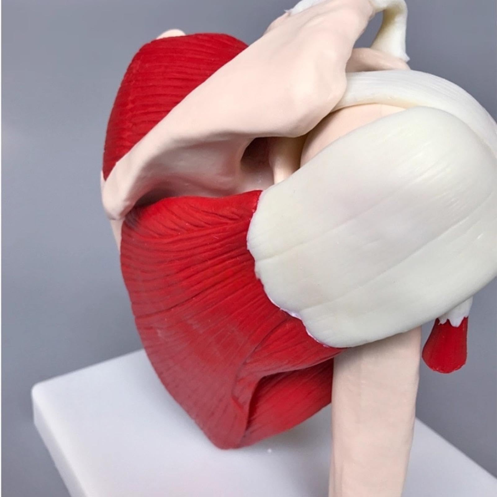 Di Articolazione Della Spalla Sussidio Didattico Anatomico In PVC | Di Articolazione Della Spalla Muscolata Per Medico Uomini Donne Ragazzi Ragazze Giovani Adolescenti Figlio Figlia Famiglia