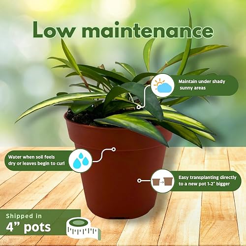 Miniatura 4 de BubbleBlooms Juego surtido de Hoya de alta calidad, 5 Hoyas de primera calidad diferentes en macetas de 4 pulgadas