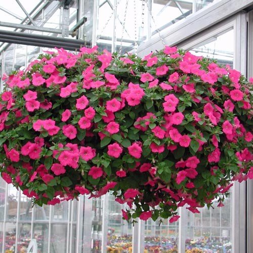 Creative Farmer Flower Seeds Petunia-Rose Of Heavens Pink Flower Seeds For Home Garden-100 Seeds (B01LZ0EBJG) Amazon Price History, Amazon Price Tracker