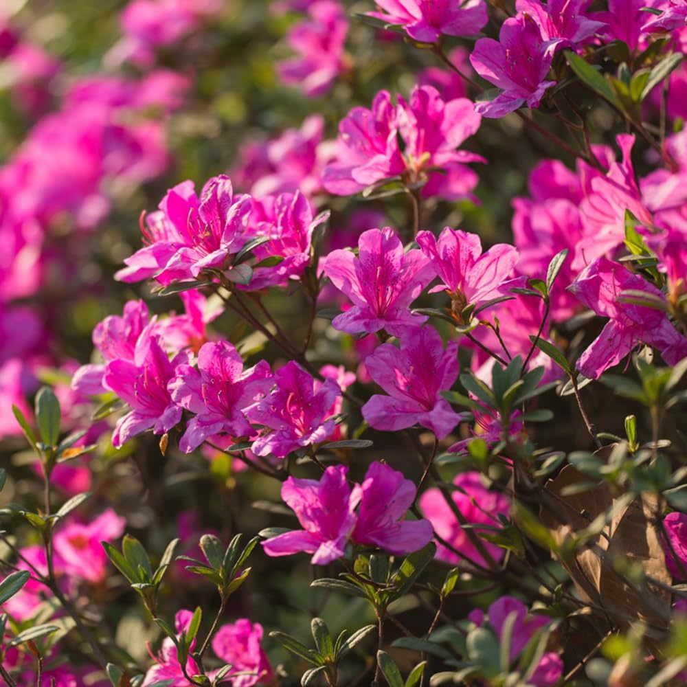50 pcs rhododendron samen - gartensamen,azalee winterhart,Rhododendron  simsii, garten pflanzen balkon deko zimmerpflanze bonsai baum flower seeds  sommerblumen samen blumenwiese mittagsblume : Amazon.de: Garten