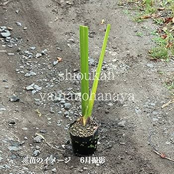 Amazon | ニオイショウブ 10.5cmポット苗100ポットセット 香り