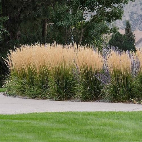 Feather Reed Grass Karl Foerster | 10 Live Plants | Calamagrostis X Acutiflora | Drought Tolerant Cold Hardy Low Maintenance Ornamental Grass #TOP4