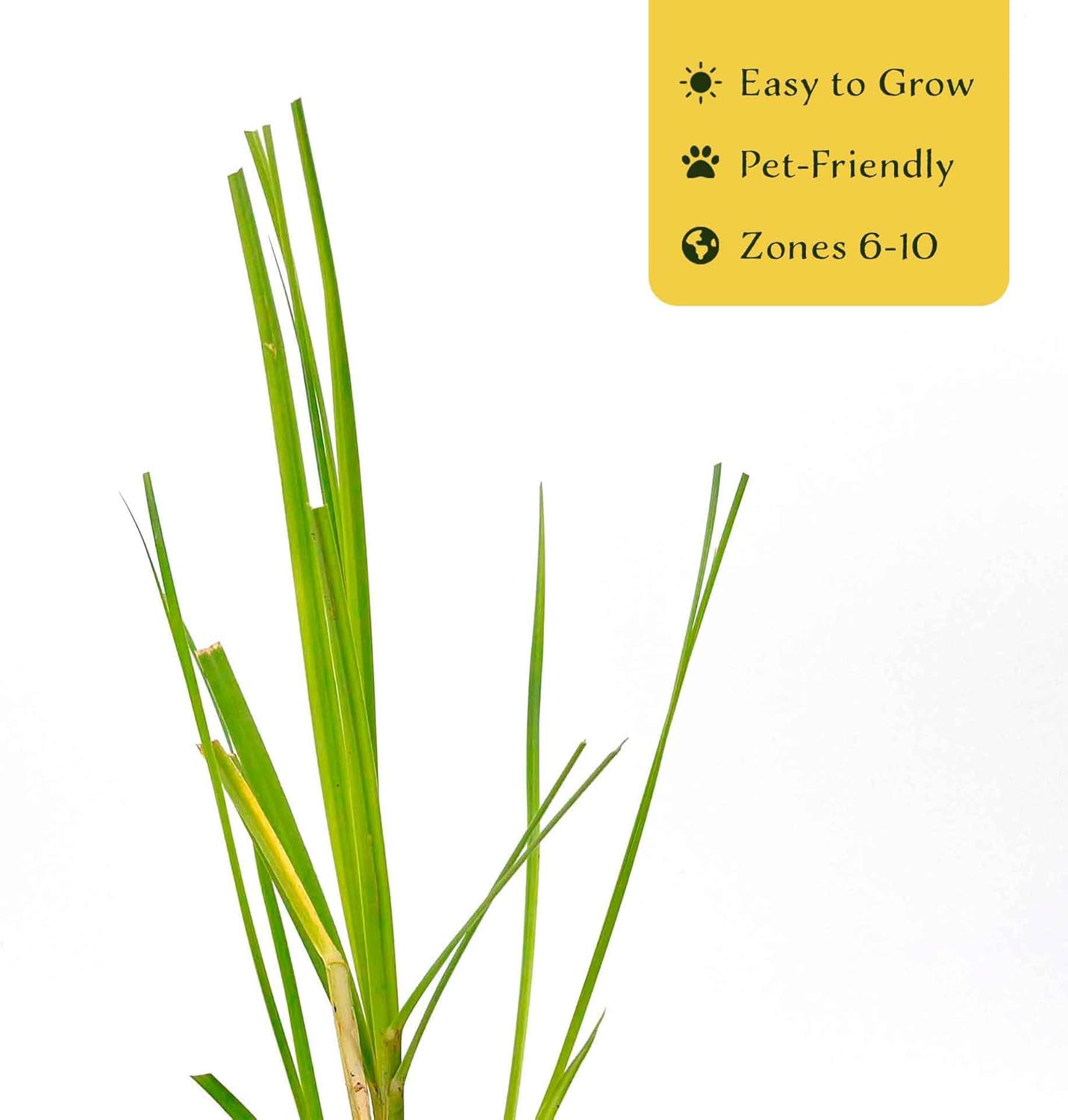 6 Dwarf White Pampas Grass – Compact Ornamental Grass with Large White Plumes for Screens & Accents (Cortaderia selloana ‘Pumila’) in 3.5” Cubes, Live Plants