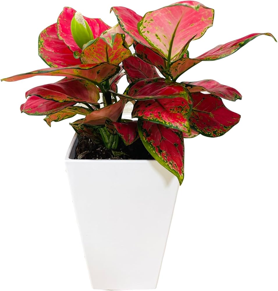 Amazon｜観葉植物 アグラオネマ・ビューティー 5号スクエア鉢