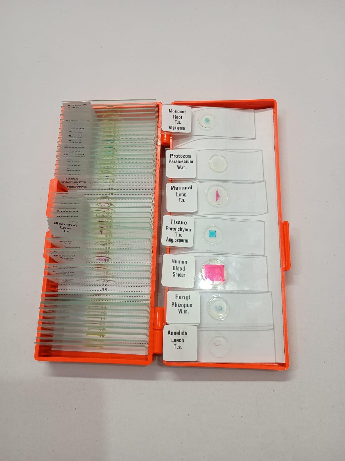 Microscope prepared slides set of 50 slides botany and zoology-image-49
