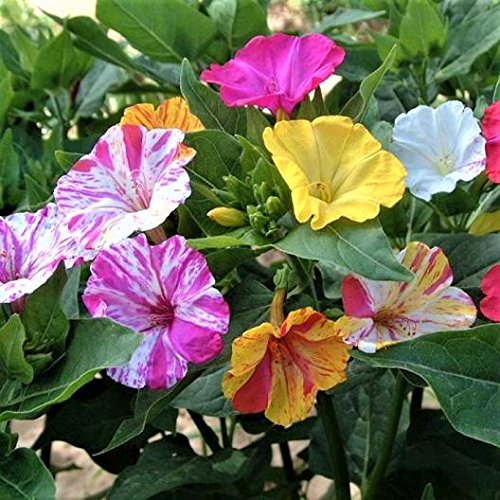 NooElec Seeds India Mirabilis Flower Seeds For Home Garden - Bicolor Mix - 20 Seeds Pack (B09T7869BB) Amazon Price History, Amazon Price Tracker