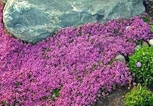 Miniatura 2 de 1000 semillas de tomillo rastrero – Thymus Serpyllum– cubierta perenne para tierra