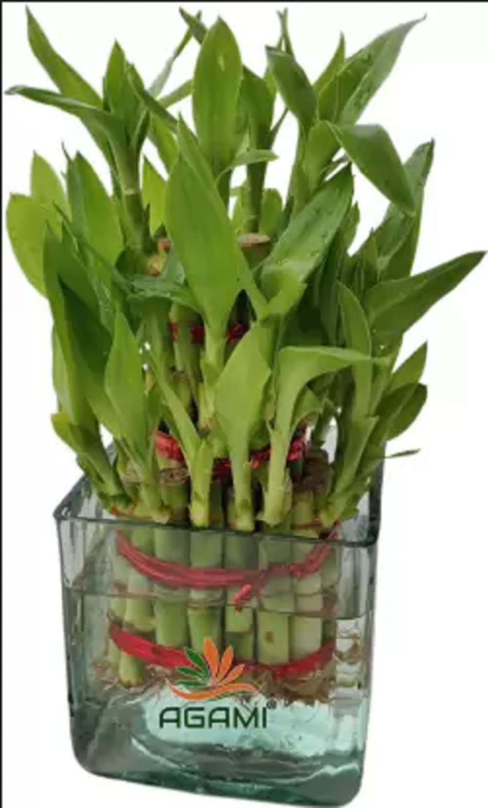 AGAMI Green 3 Layer Lucky Bamboo Plant with Square Glass Vase Seed (1 per Packet)