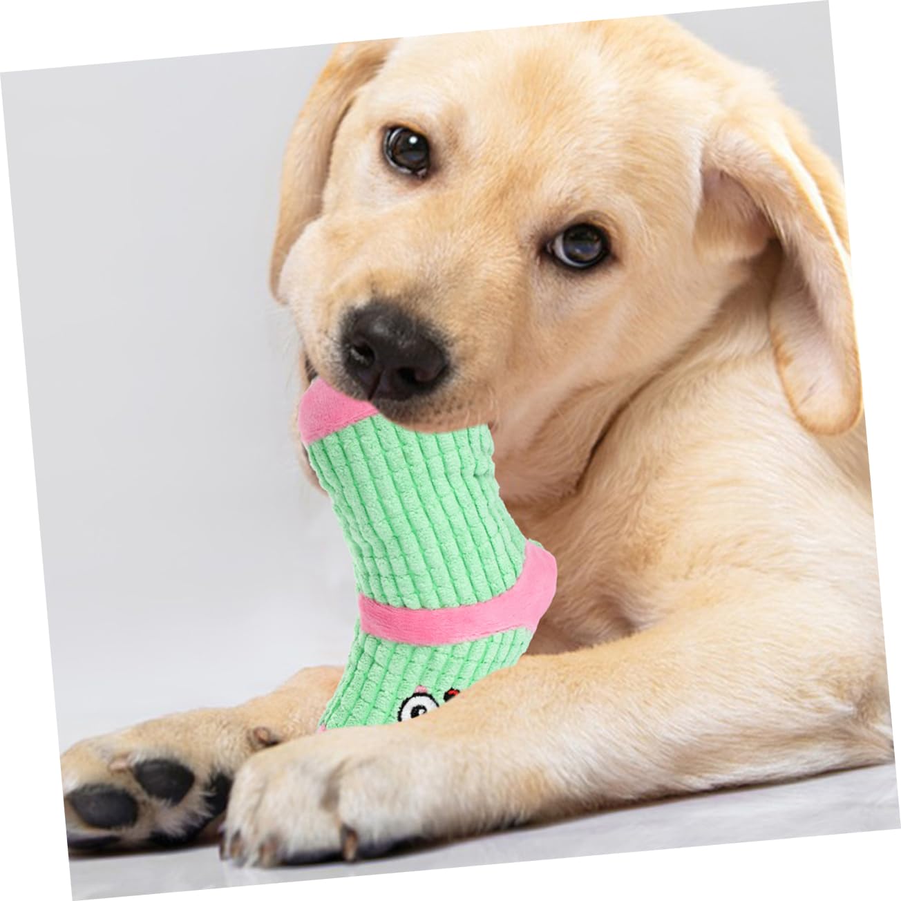 Kisangel 10stücke Plüsch Quietschspielzeug Für Hunde Interaktives Kauspielzeug Sockenform Langlebig Für Drinnen Und Draußen Für Und Kleine Hunde