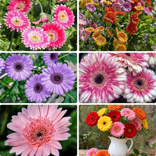 300 Gerbera Daisy Seeds Mixed Color Gerbera Daisy Seeds Non-GMO Daisy Flower Seed Home Garden Outdoor Indoor