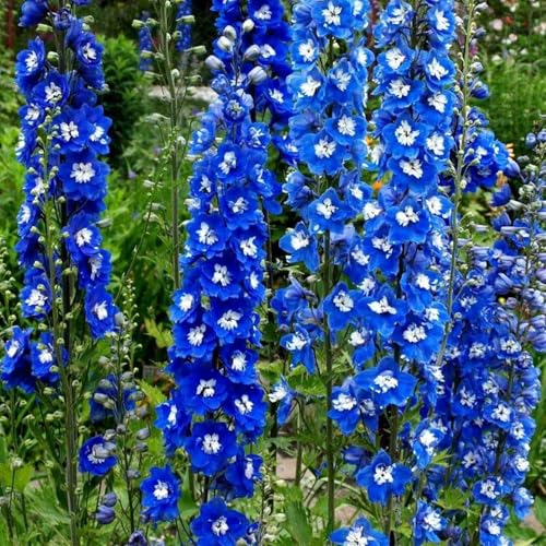 CEMEHA SEEDS - Seeds Blue Delphinium Giant Annual Flowers for Planting