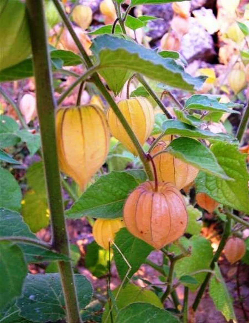 Creative Farmer Golden Berry Medicinal Plant ഞെട്ടാമണി (Physalis Peruviana) Bonsai Fruit Plants For Sale Healthy Live (Healthy Live Plant) (B09SD14G98) Amazon Price History, Amazon Price Tracker
