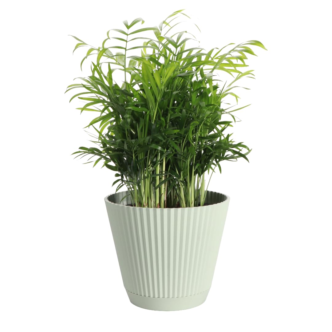 Live Parlor Palm Plant Neanthe Bella Palm in a 6 inch sage pot