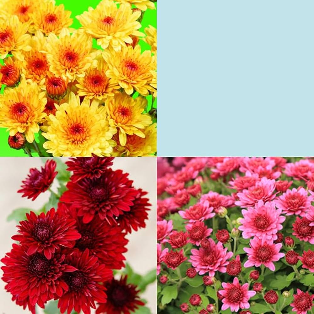 Amazon.co.jp: 花苗 寒菊 八重咲き 3種セット 7.5cmポット 菊