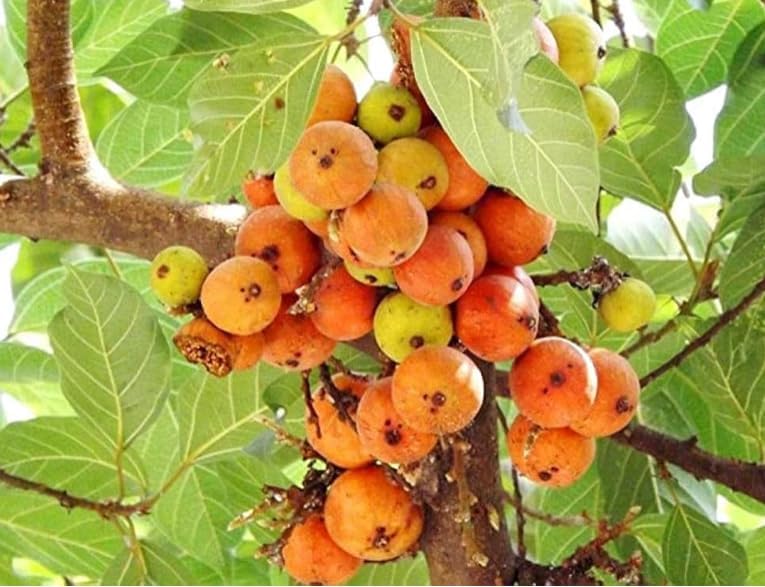 Mybagecha Gular Indian Fig Tree Live Plant, Cluster Fig Tree - Easy To Grow At Home Early Fruiting Plant, Terrace Balcony Lawn Or Outdoor Garden : 1 Hea;Thy Plant With Plastic Pot